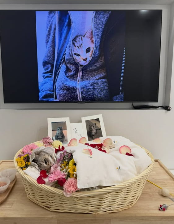 KARA's Kang Ji-young Mourns the Loss of Her Beloved Cat, Nini