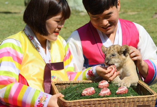 &lt;아기동물들의 추석맞이&gt;추석을 일주일 남짓 앞둔 26일 오전 경기도 용인 에버랜드에서 아기사자 '설이'가 고기송편을 먹고 있다.아기 사자 설이는 은퇴를 앞둔 프로야구 이승엽 선수가 자신의 별명인 '전설'을 본따 지은 이름이다. 