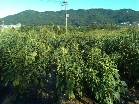 [한경·네이버 FARM] 국산 참기름 얻으려 참깨종자 5개 개발한 식품벤처 女사장님