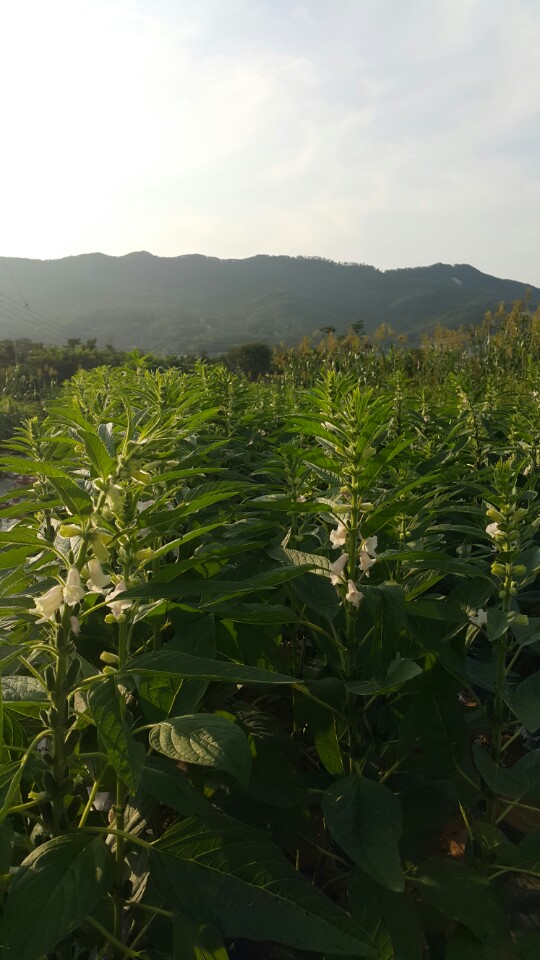 [한경·네이버 FARM] 국산 참기름 얻으려 참깨종자 5개 개발한 식품벤처 女사장님