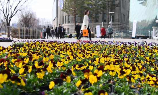 서울시청 앞 봄꽃