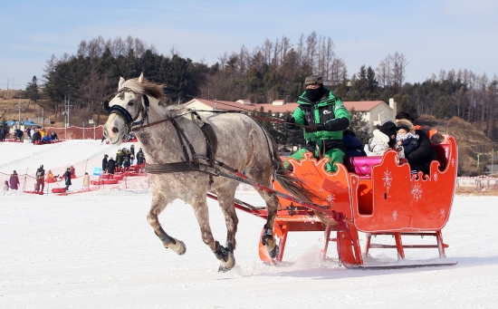 대관령눈꽃축제, 이색적인 눈마차 체험